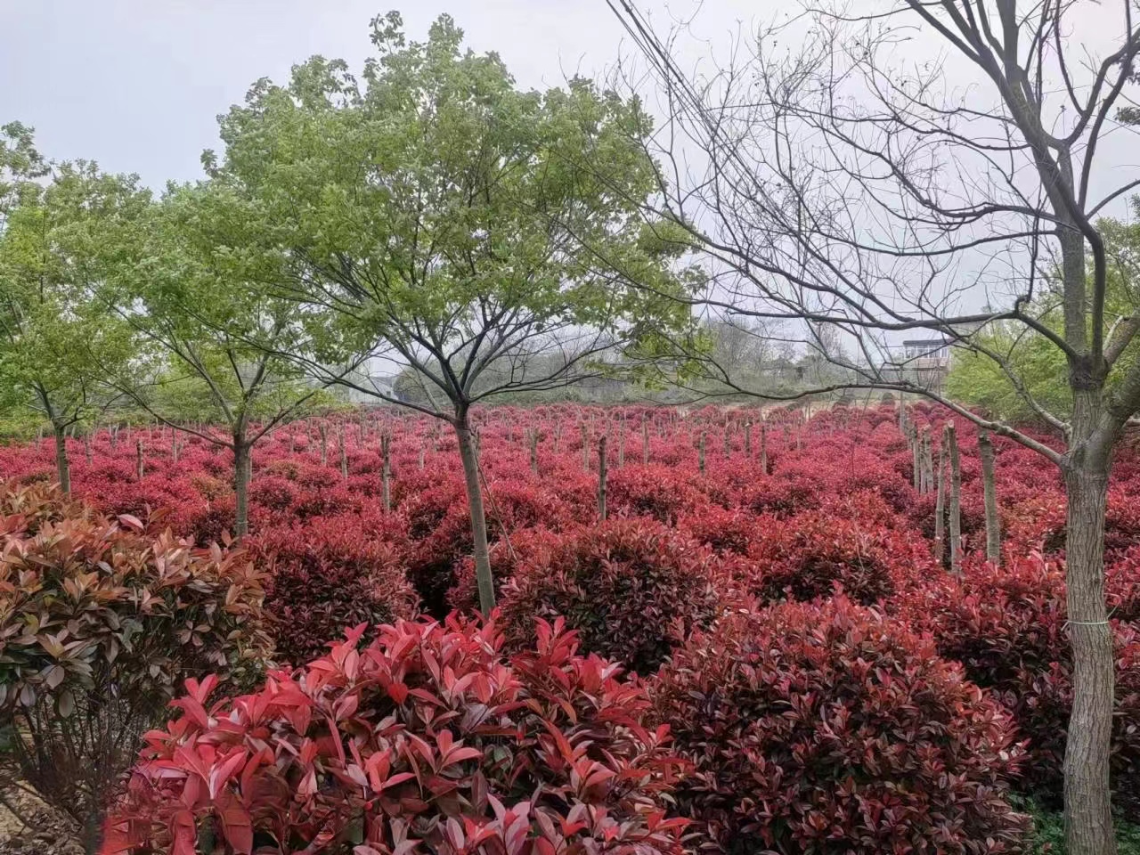 認(rèn)真做綠化人請(qǐng)您來(lái)場(chǎng)地喝茶，吃鐵鍋燉大鵝。
